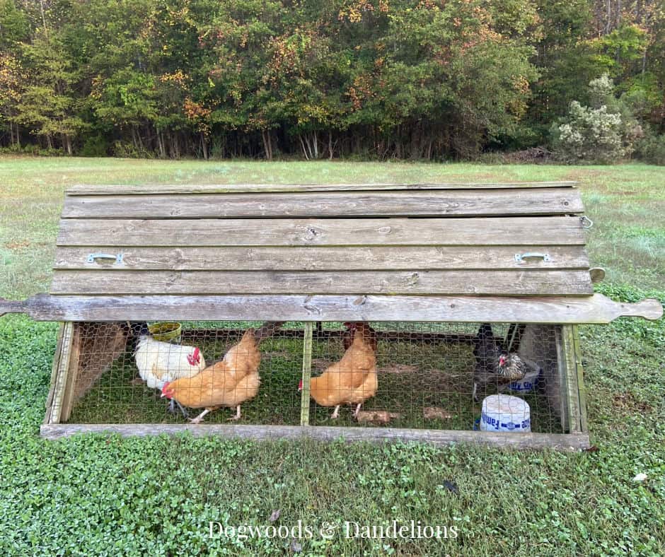a moveable chicken ark