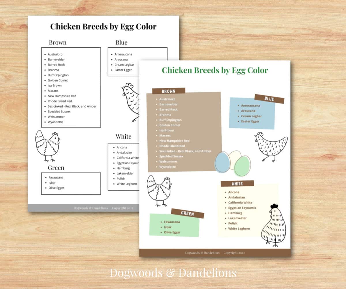 picture of two printable chicken breeds by egg color