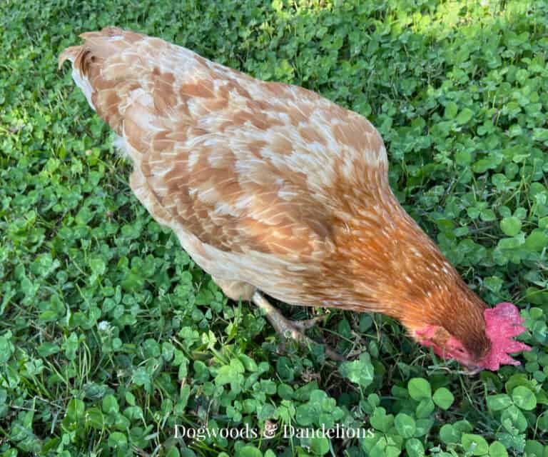 a chicken pecking at some clover