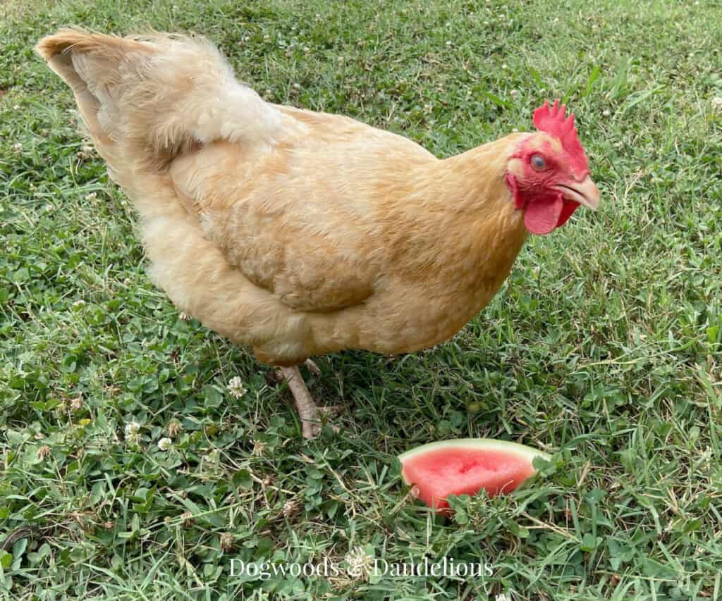 a chicken eating some watermelon