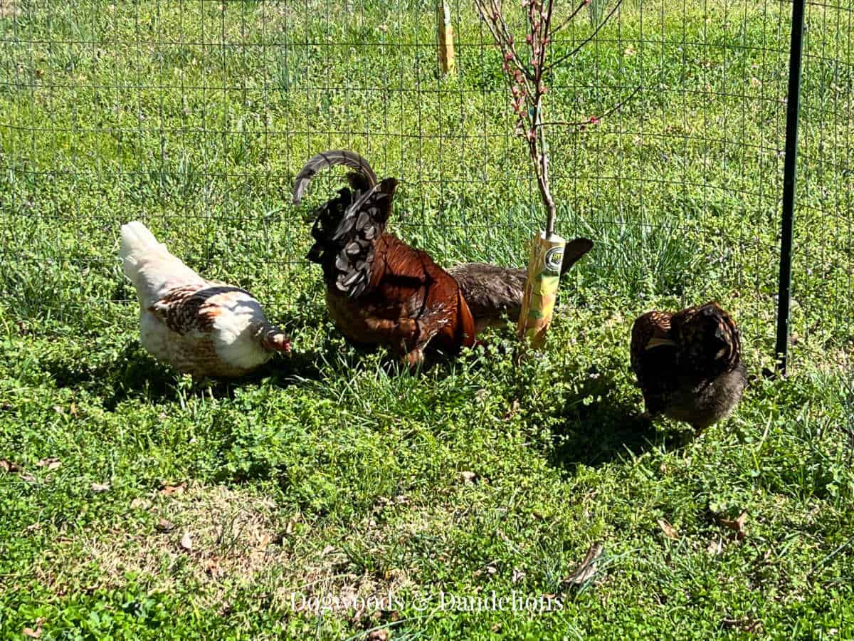 chicken enclosure with fencing