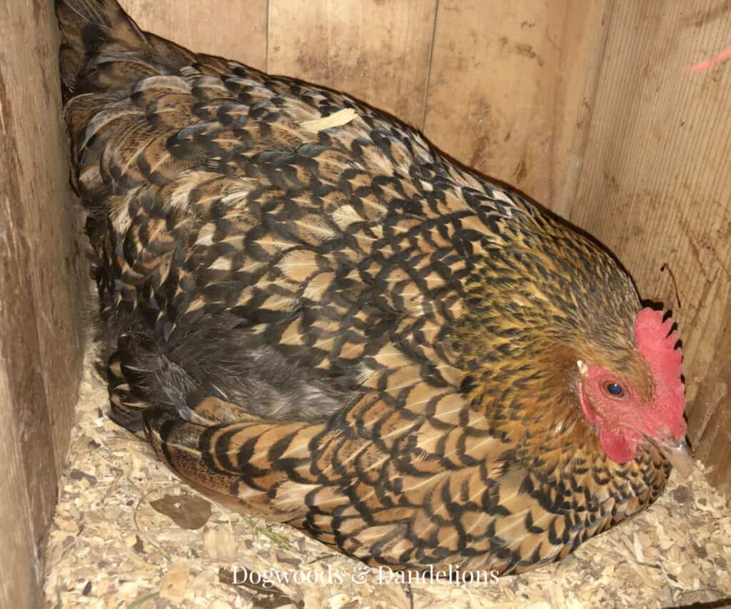 a Wyandotte hen sitting in a nesting box.