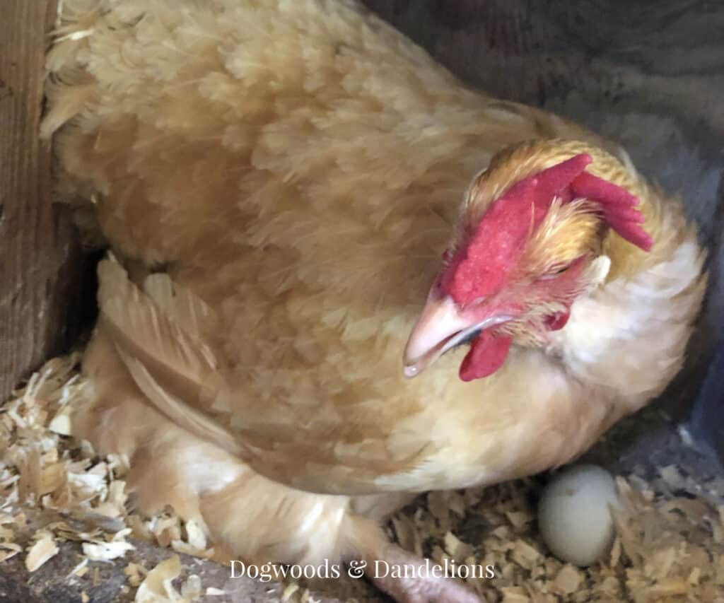 a chicken sitting in a nest box with an egg