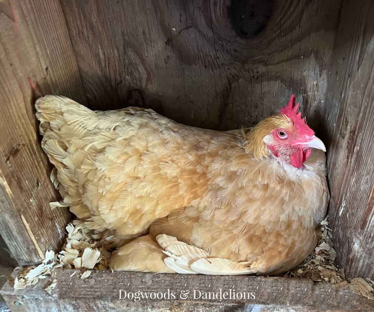 a chicken sitting in a nest box