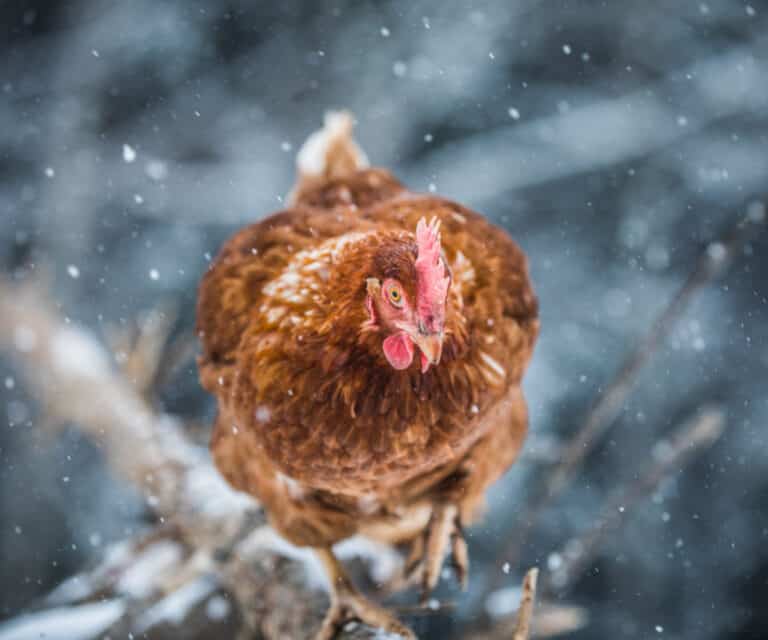 How To Prevent Frostbite In Chickens – Dogwoods & Dandelions