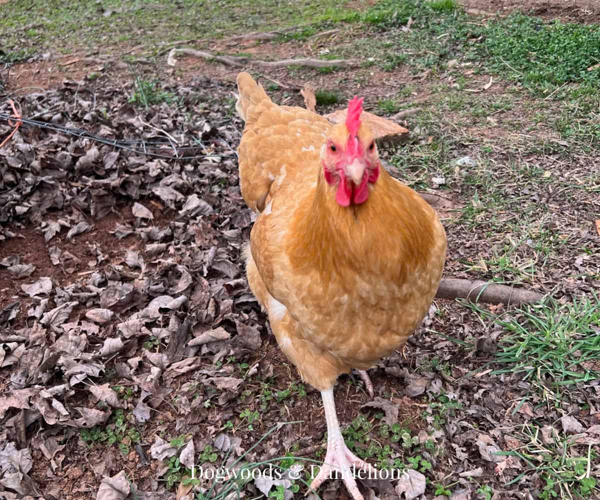 a chicken in the yard