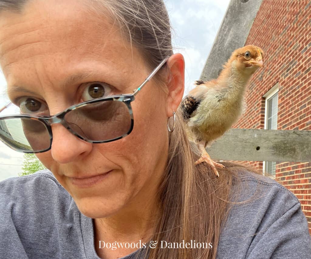 a chicken sitting on someone's shoulder