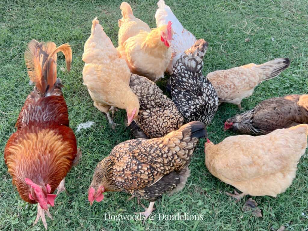 a flock of chickens pecking at table scraps on the ground
