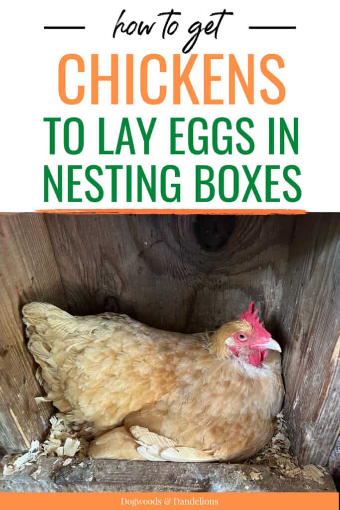 chicken laying an egg in a nesting box