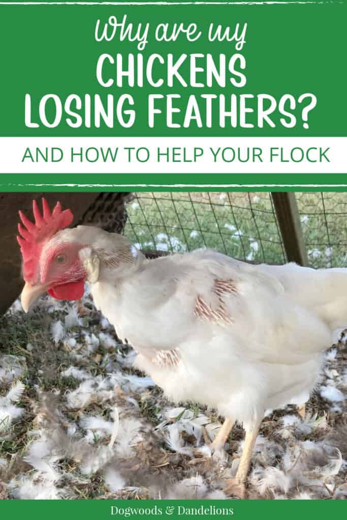 a leghorn chicken that has lost feathers with text "why are my chickens losing feathers and how to help your flock."