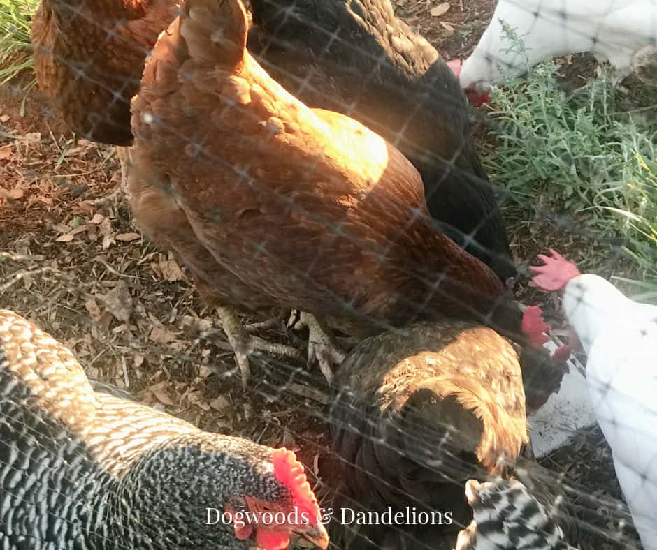 chickens enjoying a snack