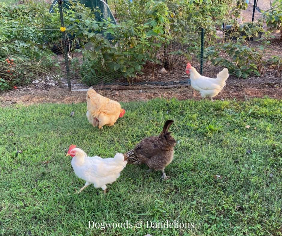 chickens outside the vegetable garden