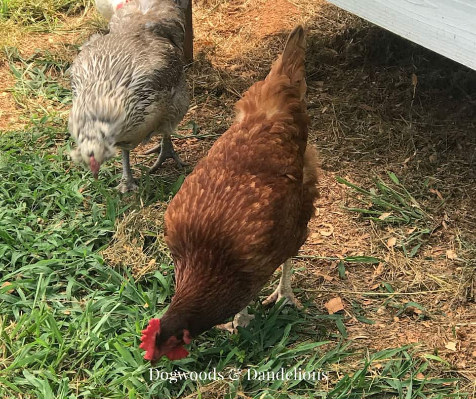 What Is Grit for Chickens?