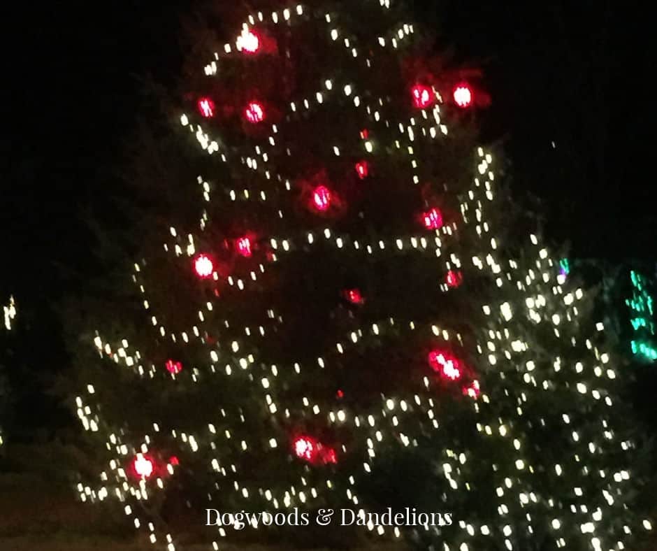 an outdoor Christmas tree at night