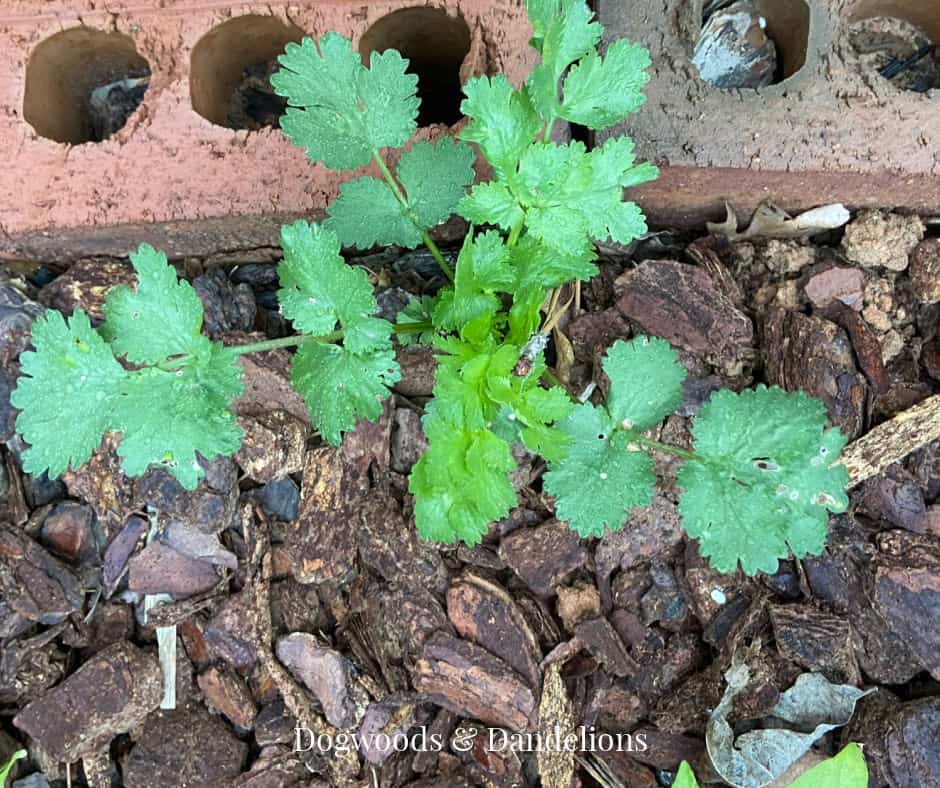 cilantro growing in the garden