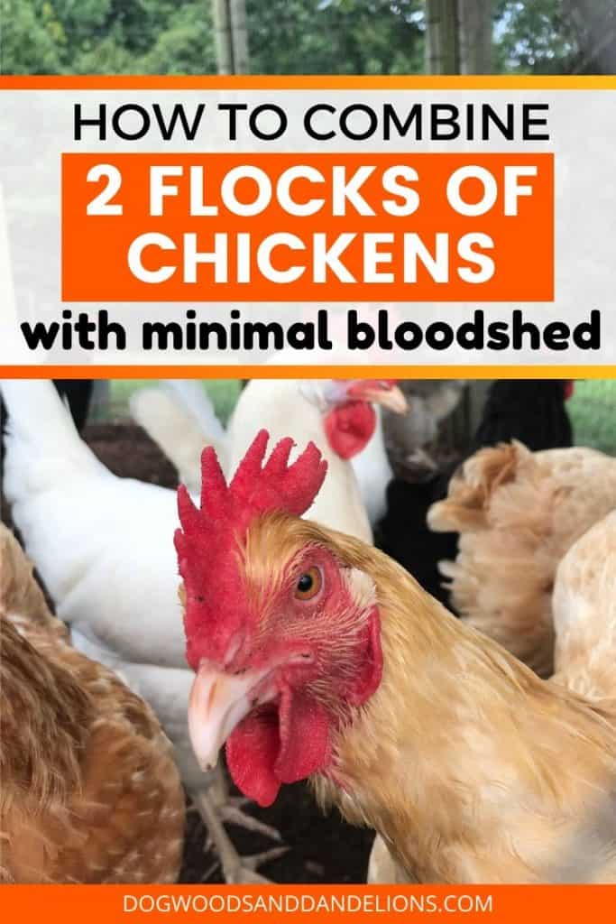 Merge 2 flocks of chickens
