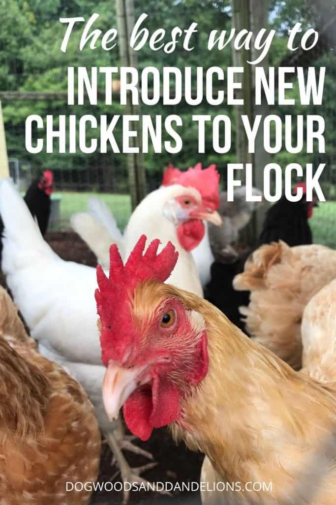 combining 2 flocks of chickens