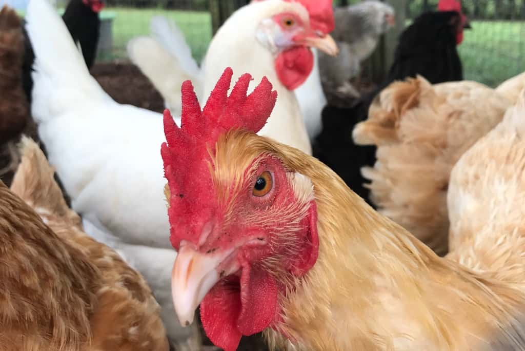 a chicken looking at the camera