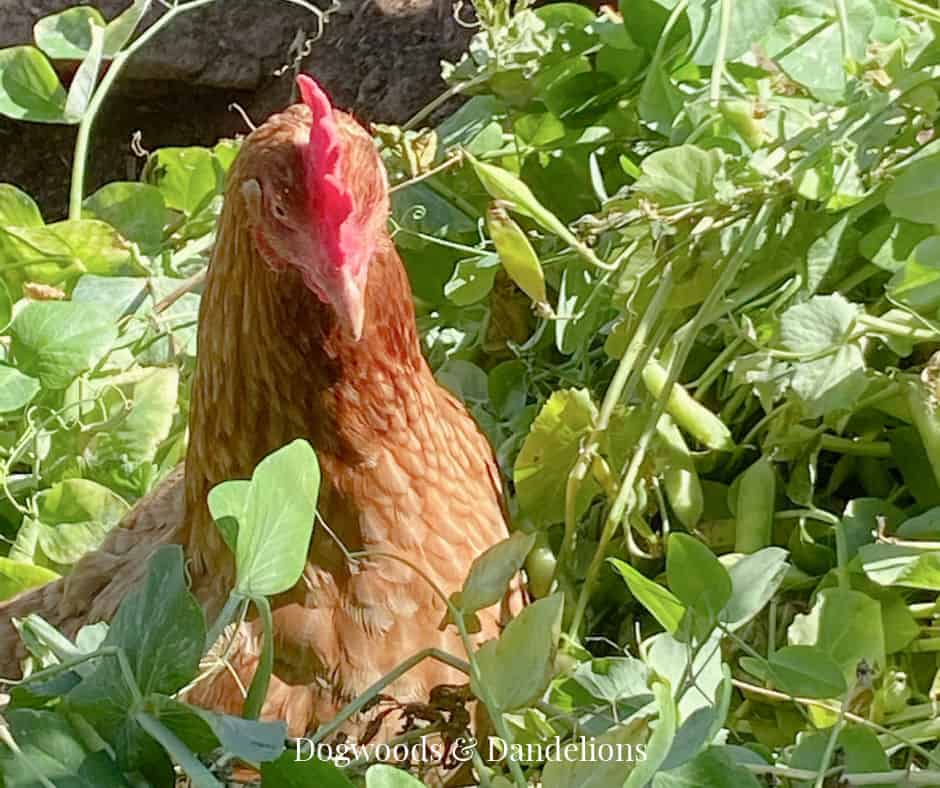 How to Grow a Chicken Garden