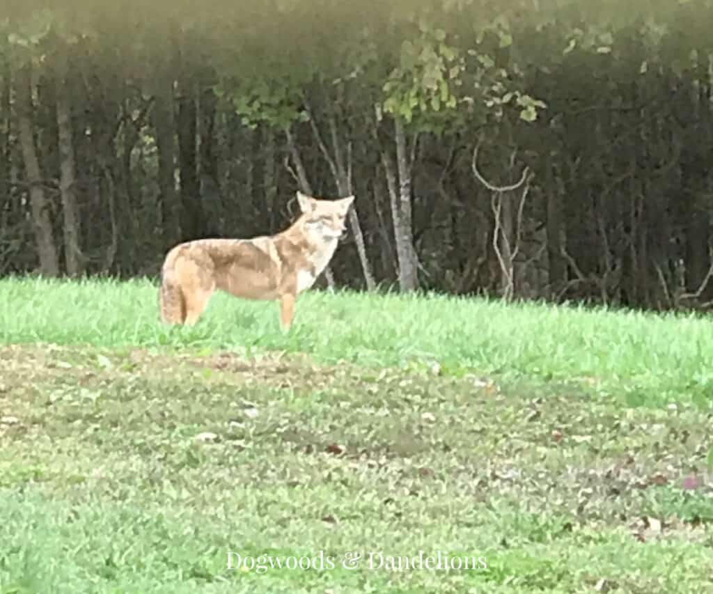 a coyote in the yard