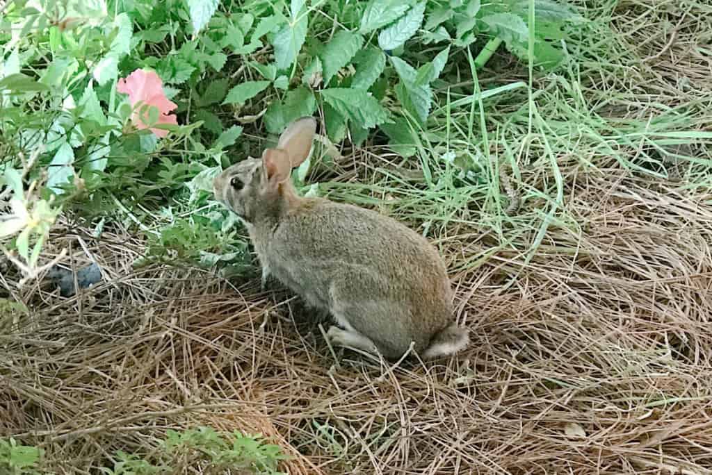 a bunny sitting in pine needles eating astilbe