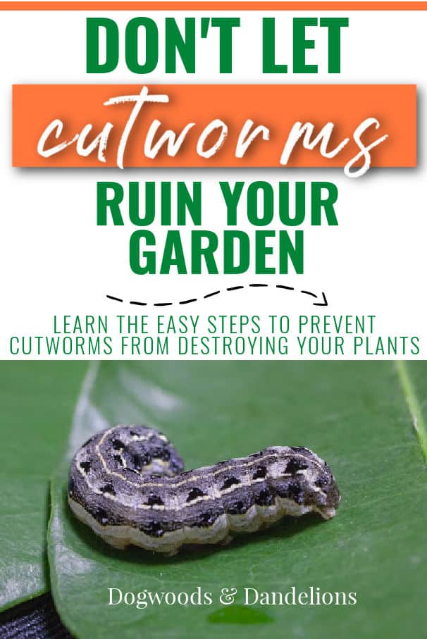 cutworms on a leaf