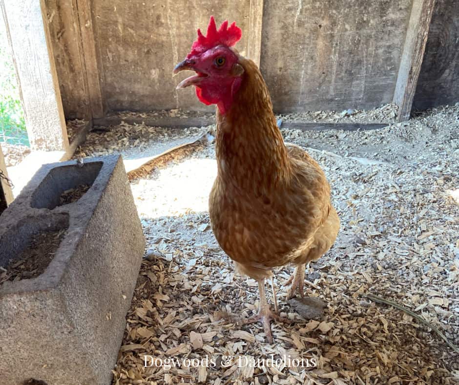 A chicken in the coop that uses the deep litter method for coop maintenance