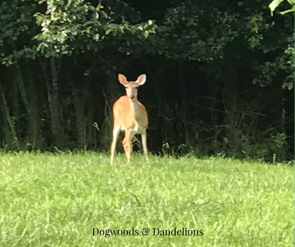 a deer standing in the grass