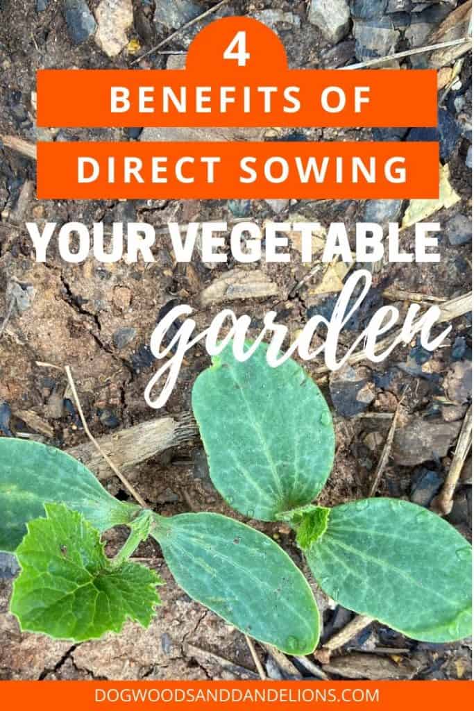 Direct sowing is best for some plants.