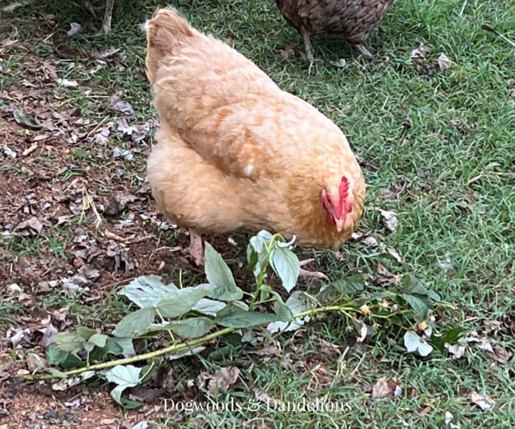 a Buff Orpington hen eating a raspberry stem with leaves
