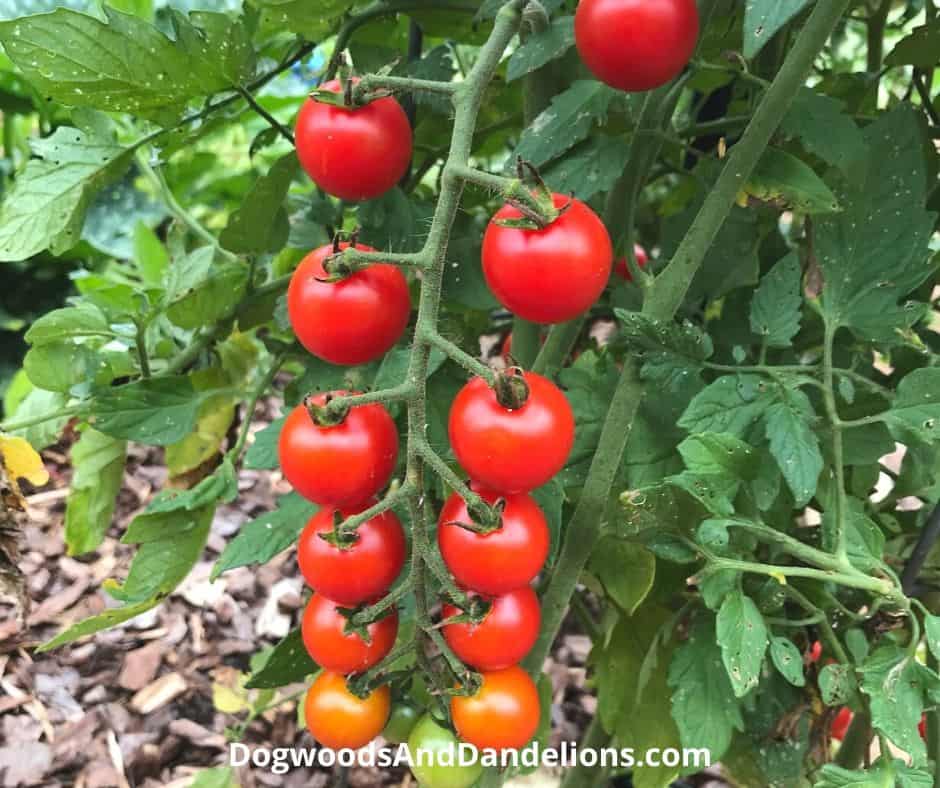 How to Harvest Tomatoes Earlier