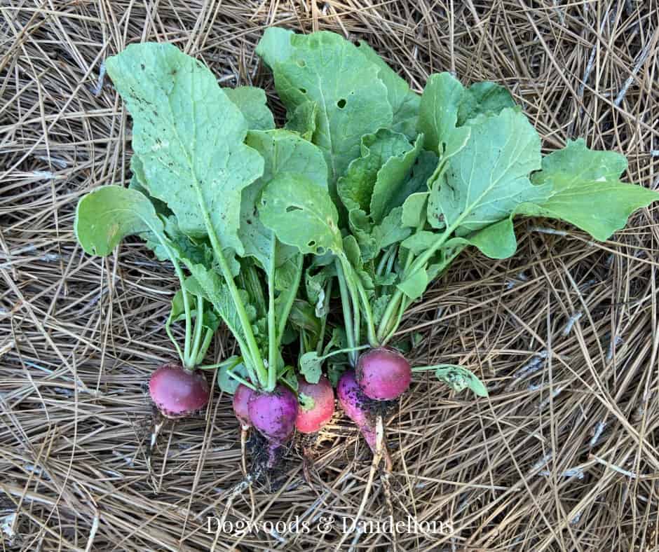Easter Egg Radishes just picked from the garden