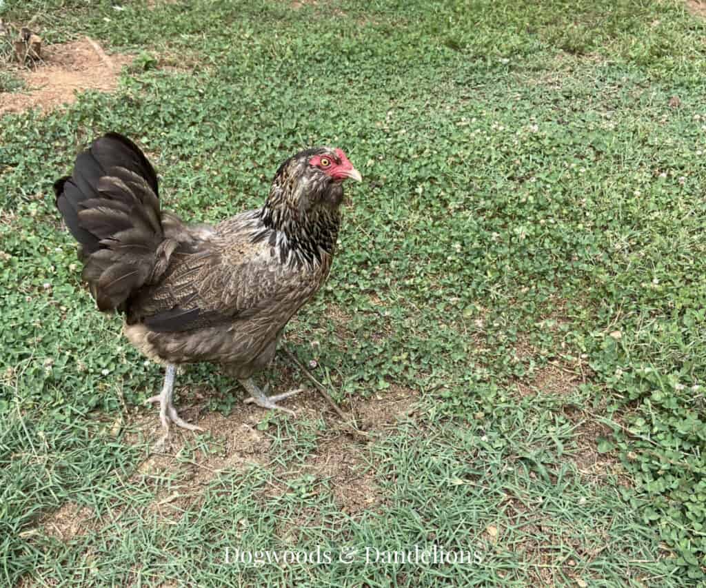 an easter egger chicken in the grass