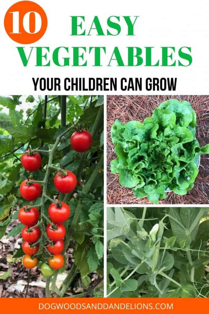 tomatoes, lettuce, and peas are great vegetables to grow with children
