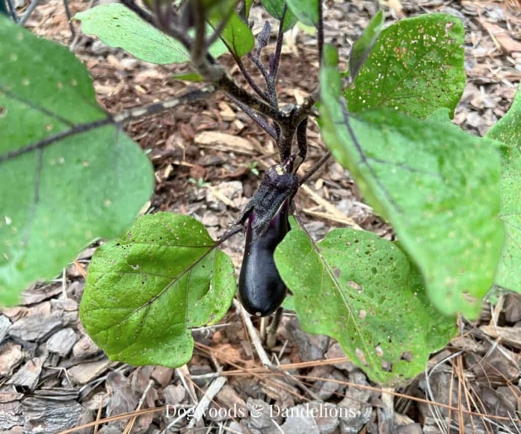 a small eggplant in the garden