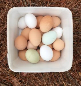Eggs from free ranging backyard chickens