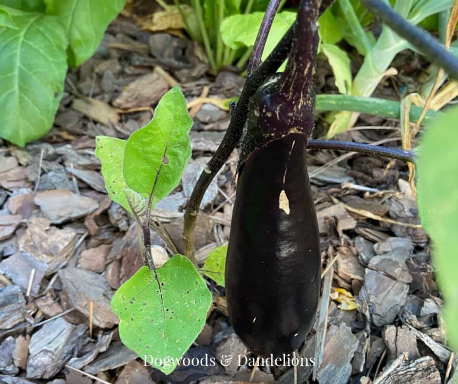epic eggplant growing in the garden