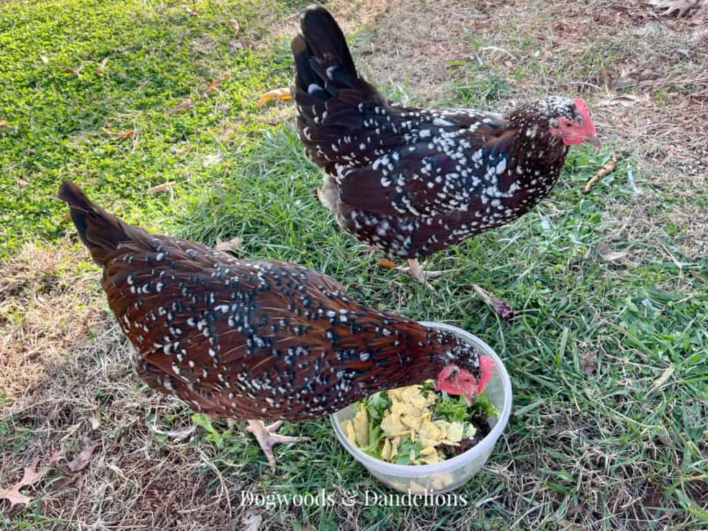 2 speckled sussex chickens eating a bowl of lettuce and tortilla chips