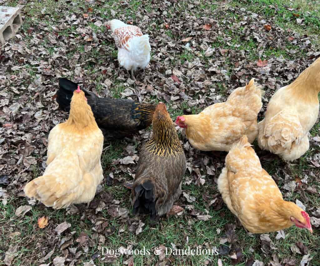 a flock of chickens foraging for bugs among the leaves
