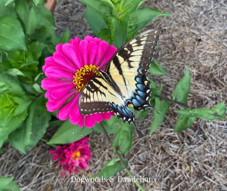 a zinnia flower in the vegetable garden with a butterfly