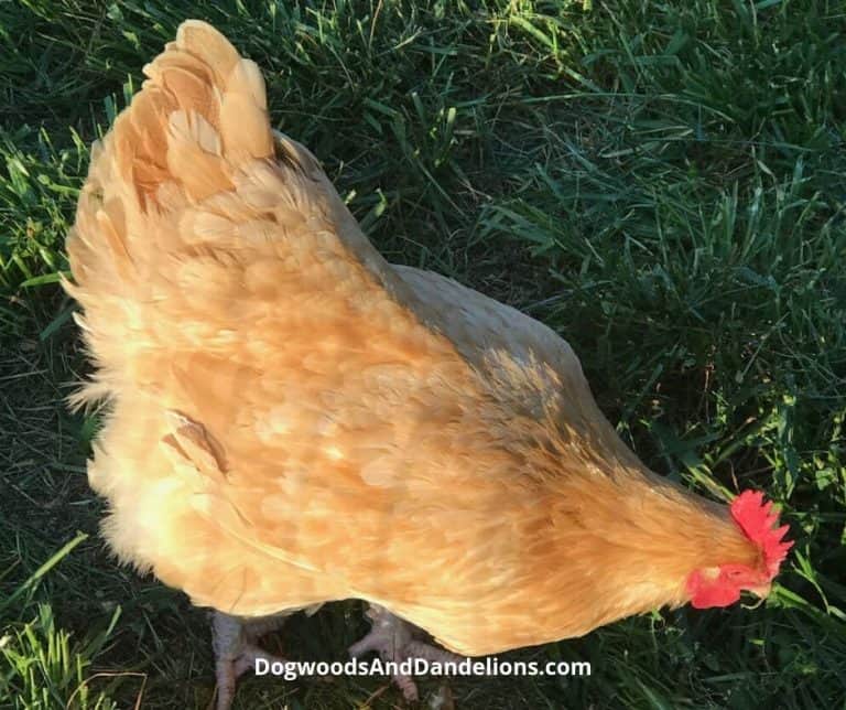 4 Benefits to Free Ranging Chickens