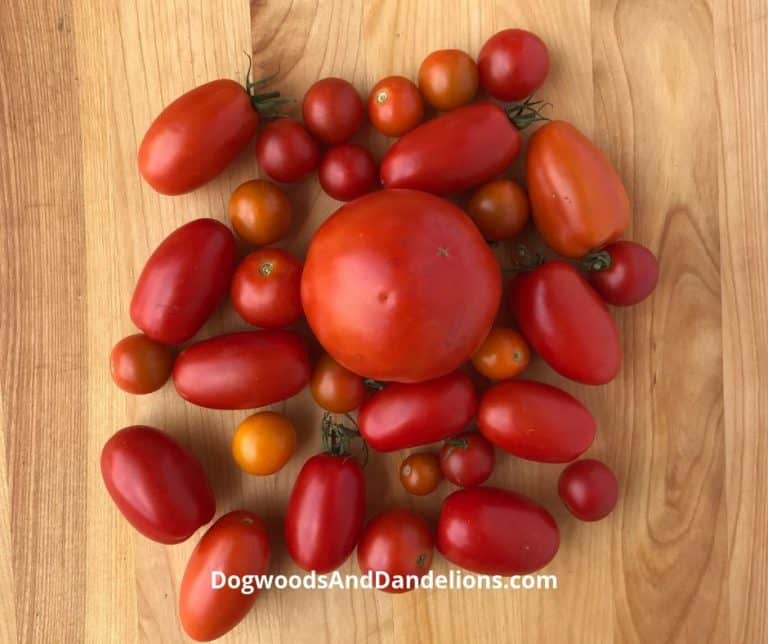 Freezing Tomatoes-The simplest way to preserve tomatoes