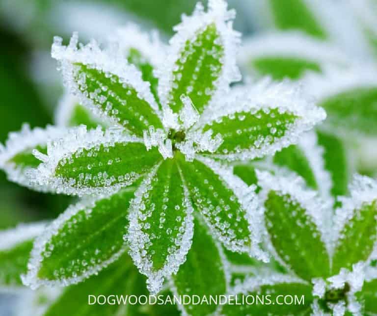 Frost Protection For Your Garden
