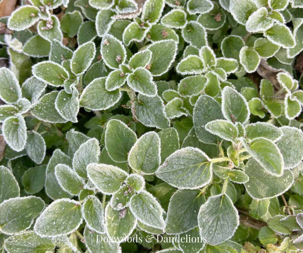 oregano covered in frost