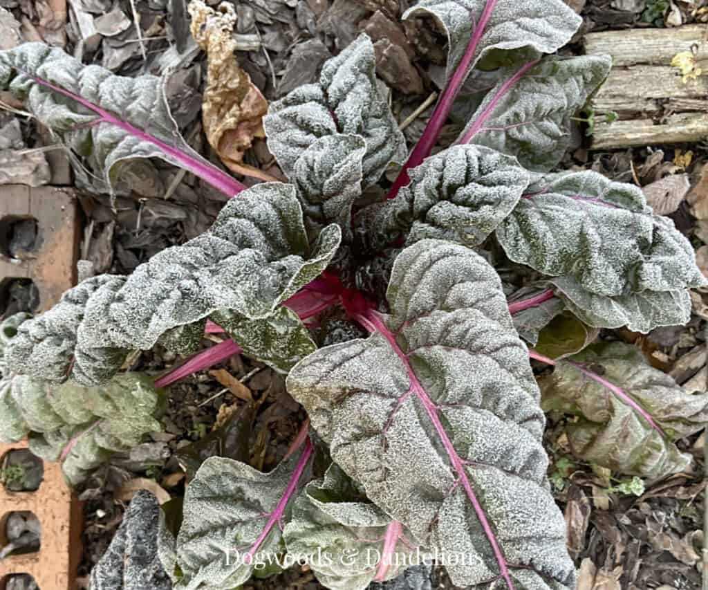 swiss chard covered in frost
