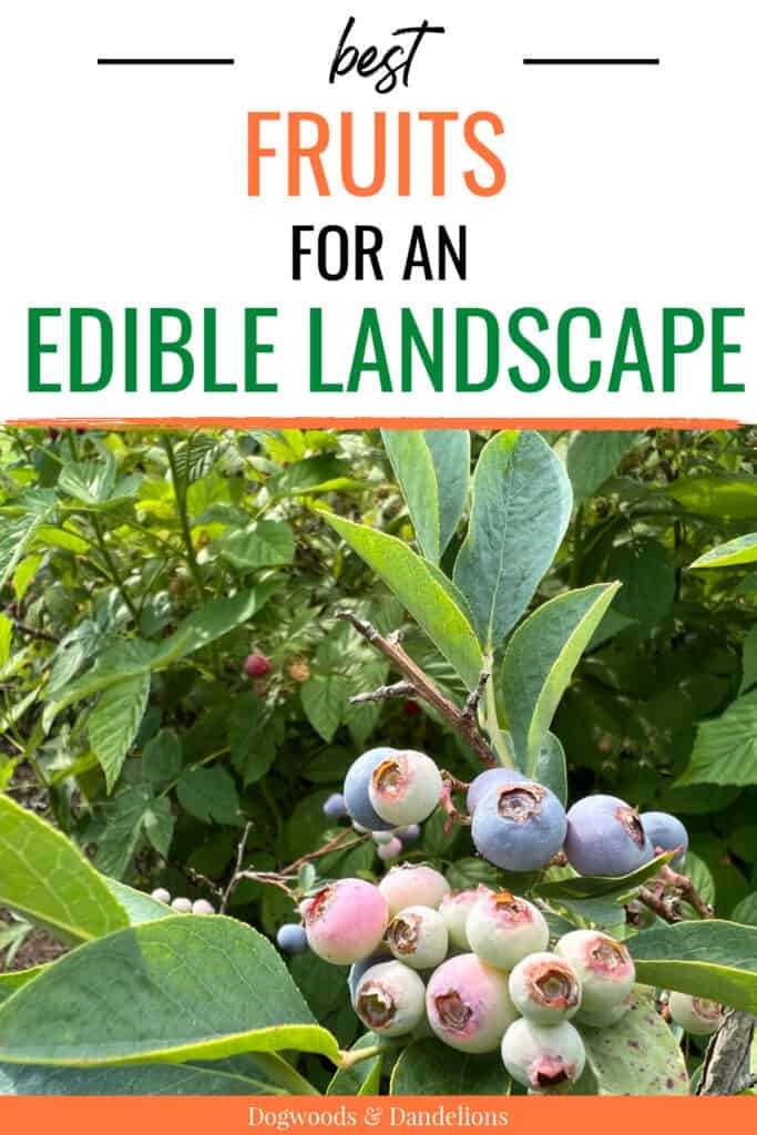 blueberries and raspberries growing in the edible landscape