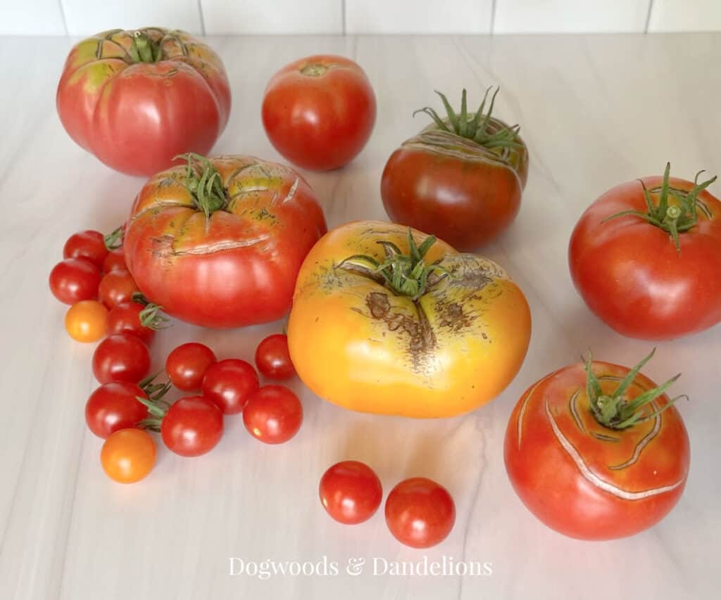 a counter of various tomato varieties
