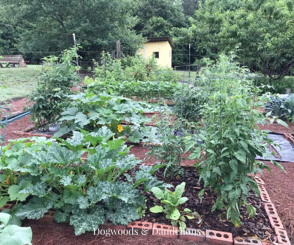 a summer garden full of vegetables with a yellow chicken coop in the background