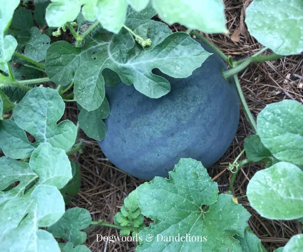 a watermelon growing in the garden