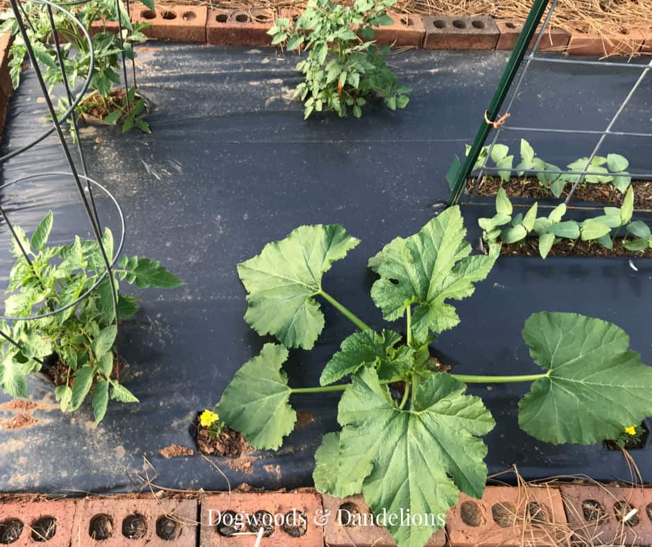 squash, tomatoes, and beans growing in a black plastic garden